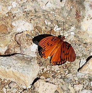 Meet your Posher, Brenda